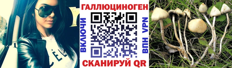 Галлюциногенные грибы Cubensis  Вышний Волочёк 